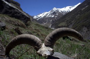 Pair of Blue Sheep horns